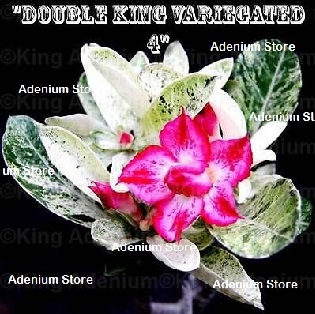 (image for) Adenium Obesum 'Double Variegated 4' 5 Seeds - Click Image to Close